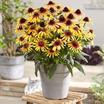 Echinacea 'SunSeekers Tequila Sunrise' (255837)