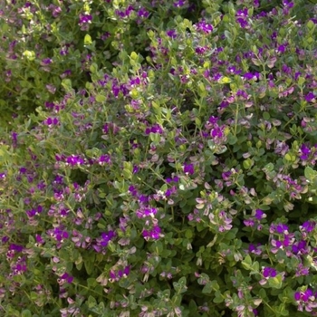 Polygala fruticosa 'Petite Butterflies' 