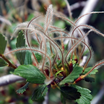 Cercocarpus montanus