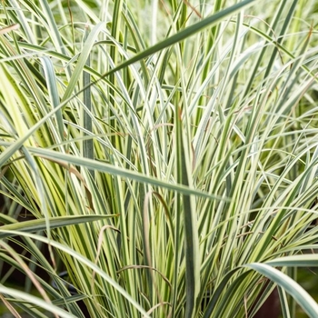 Dietes bicolor 'DBV001' 