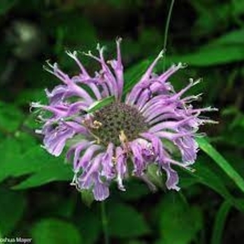 Monarda Leading Lady Plum - Buy Bee Balm Perennials Online