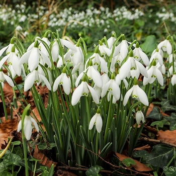 Galanthus elwesii