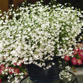 Lobelia erinus Regatta 'Lilac Splash' (256597)