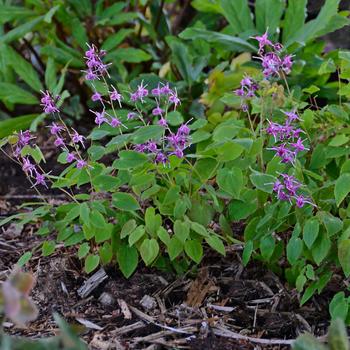 Epimedium grandiflorum 'Lilafee' (256615)