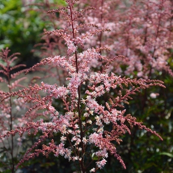 Astilbe simplicifolia 'Pretty in Pink' 