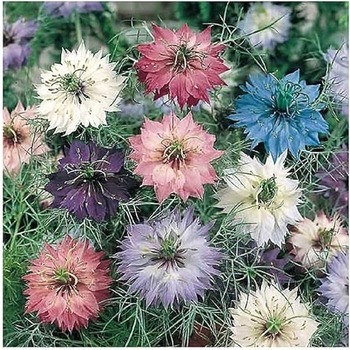 Nigella damascena 'Miss Jekyll Blue' 