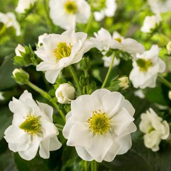 Fragaria ananassa Summer Breeze 'Snow' (258178)