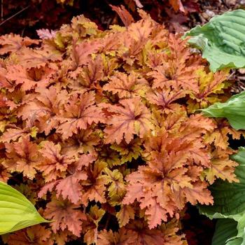 Heucherella 'Copper King' (258443)