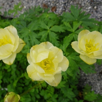 Trollius x cultorum 'Alabastar' 