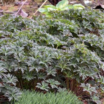 Geranium pratense 'Boom Chocolatta' (258529)