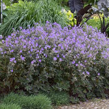 Geranium pratense 'Boom Chocolatta' (258530)