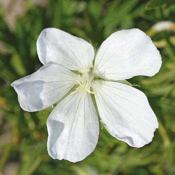 Geranium sanguineum 'Album' (258532)