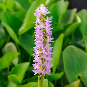 Pontederia cordata 'Pink Pons' 