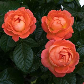 Rosa Knock Out® 'Orange Glow™' (258870)