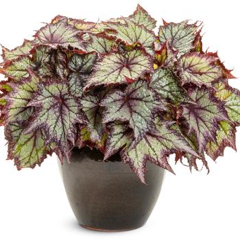 Begonia rex-cultorum Space Age™ 'Europa™' (259147)