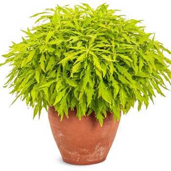 Coleus scutellarioides ColorBlaze® 'Mini Me™ Chartreuse' (259247)