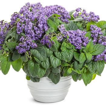 Heliotropium arborescens 'Aromagica™ Purple' (259301)