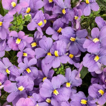 Nemesia fruticans 'Bluebird Improved' (259303)