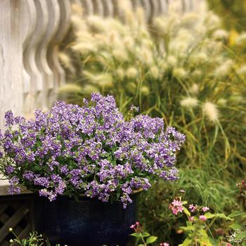 Nemesia fruticans 'Bluebird Improved' (259304)