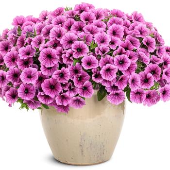 Petunia Supertunia Mini Vista® 'Plum Veined' (259309)