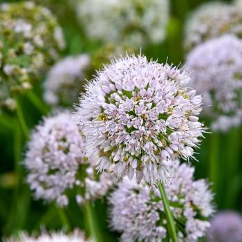 Allium 'Bobblehead' (259353)