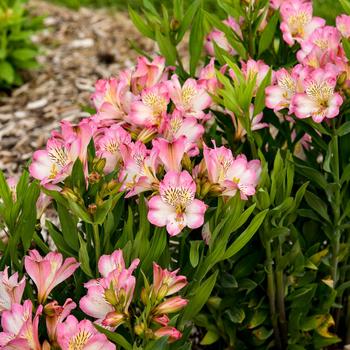 Alstroemeria 'Summer Break' (259359)