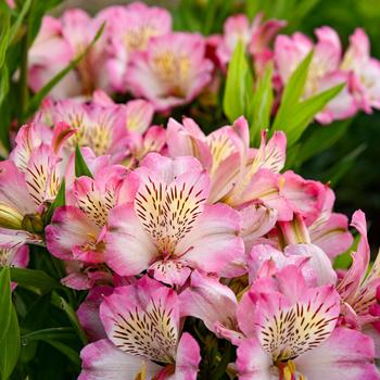 Alstroemeria 'Tessumbreak' 