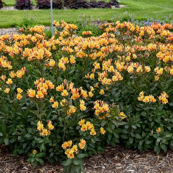 Alstroemeria 'Summer Breeze' (259366)