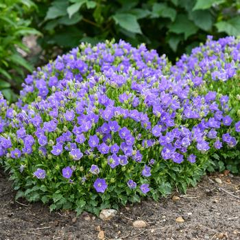 Campanula carpatica Mini Marvels™ 'Midnight' (259373)