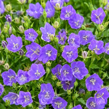 Campanula carpatica Mini Marvels™ 'Midnight' (259374)