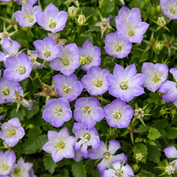 Campanula carpatica Mini Marvels™ 'Twilight' (259380)