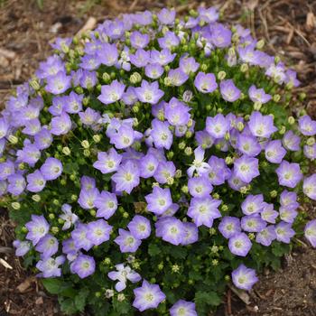 Campanula carpatica Mini Marvels™ 'Twilight' (259381)