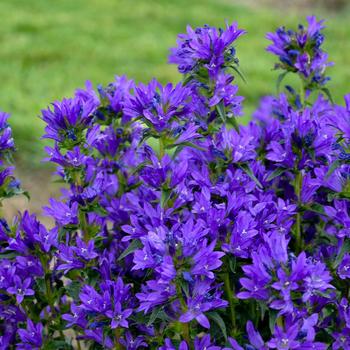 Campanula glomerata 'Bells and Whistles' PPAF