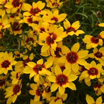 Coreopsis verticillata Designer Threads™ 'Golden Needles' (259401)