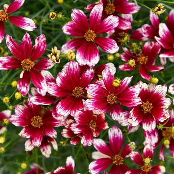 Coreopsis verticillata Designer Threads™ 'Heartstrings' (259405)