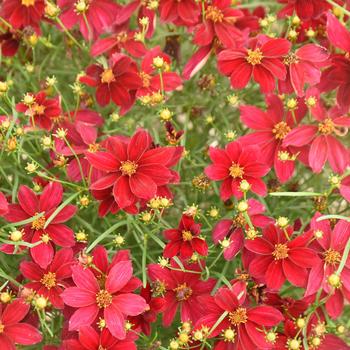 Coreopsis verticillata Designer Threads™ 'Scarlet Ribbons' (259408)