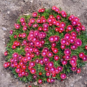 Delosperma Kaleidoscope™ 'Razzle Dazzle' (259437)