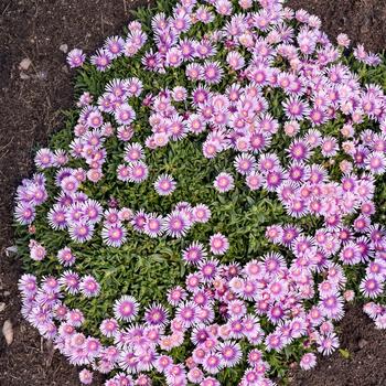 Delosperma Kaleidoscope™ 'Pink Radiance' (259438)