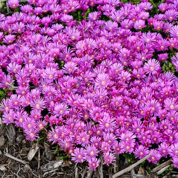 Delosperma Kaleidoscope™ 'Orchid Flash' (259440)