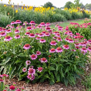 Echinacea Double Coded® 'Everything's Rosy' (259443)