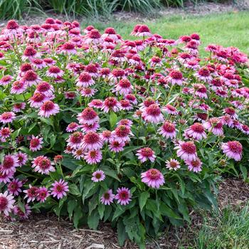 Echinacea Double Coded® 'Everything's Rosy' (259444)