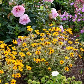 Heliopsis helianthoides 'Touch of Blush' PPAF