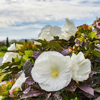 Hibiscus Summerific® 'Cookies and Cream' (259450)