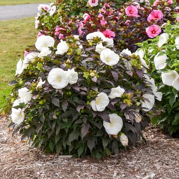 Hibiscus Summerific® 'Cookies and Cream' (259452)