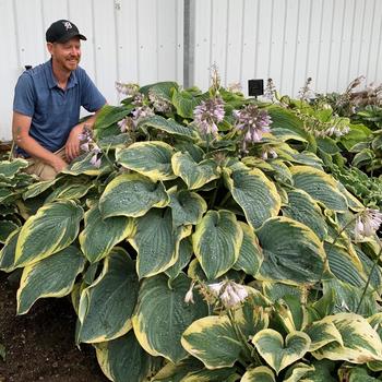 Hosta Shadowland® 'Gigantosaurus' (259455)