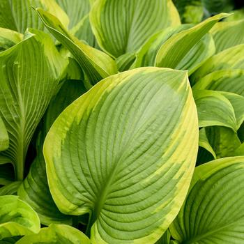 Hosta Shadowland® 'Lone Star' (259458)