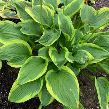 Hosta Shadowland® 'Lone Star' (259460)