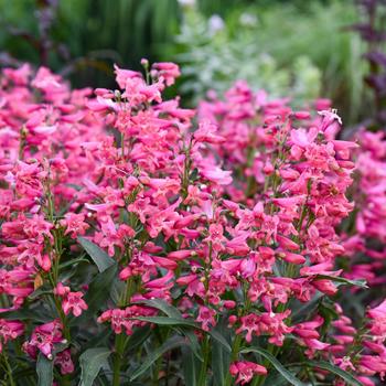 Penstemon barbatus Bejeweled™ 'Pink Pearls' (259462)