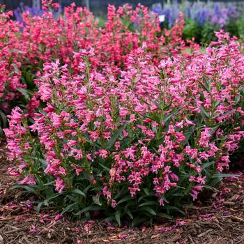 Penstemon barbatus Bejeweled™ 'Pink Pearls' (259464)