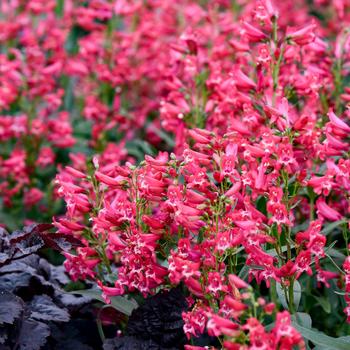 Penstemon barbatus Bejeweled™ 'Rose Rhinestones' (259465)